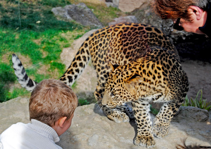 Bioparc-Valencia-familia-observando-a-las-crias-de-leopardo