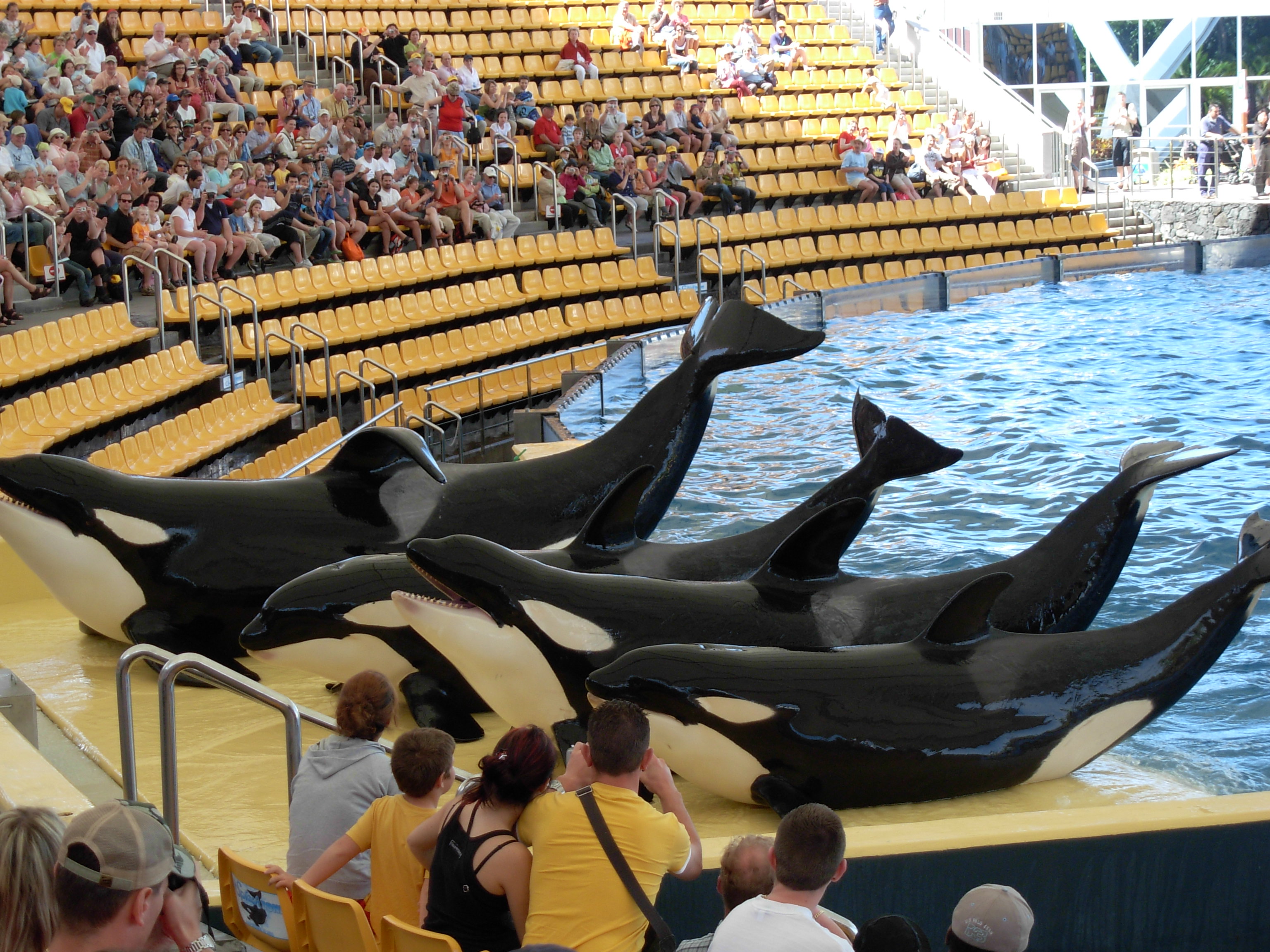 Orcas_at_Loro_Parque_08