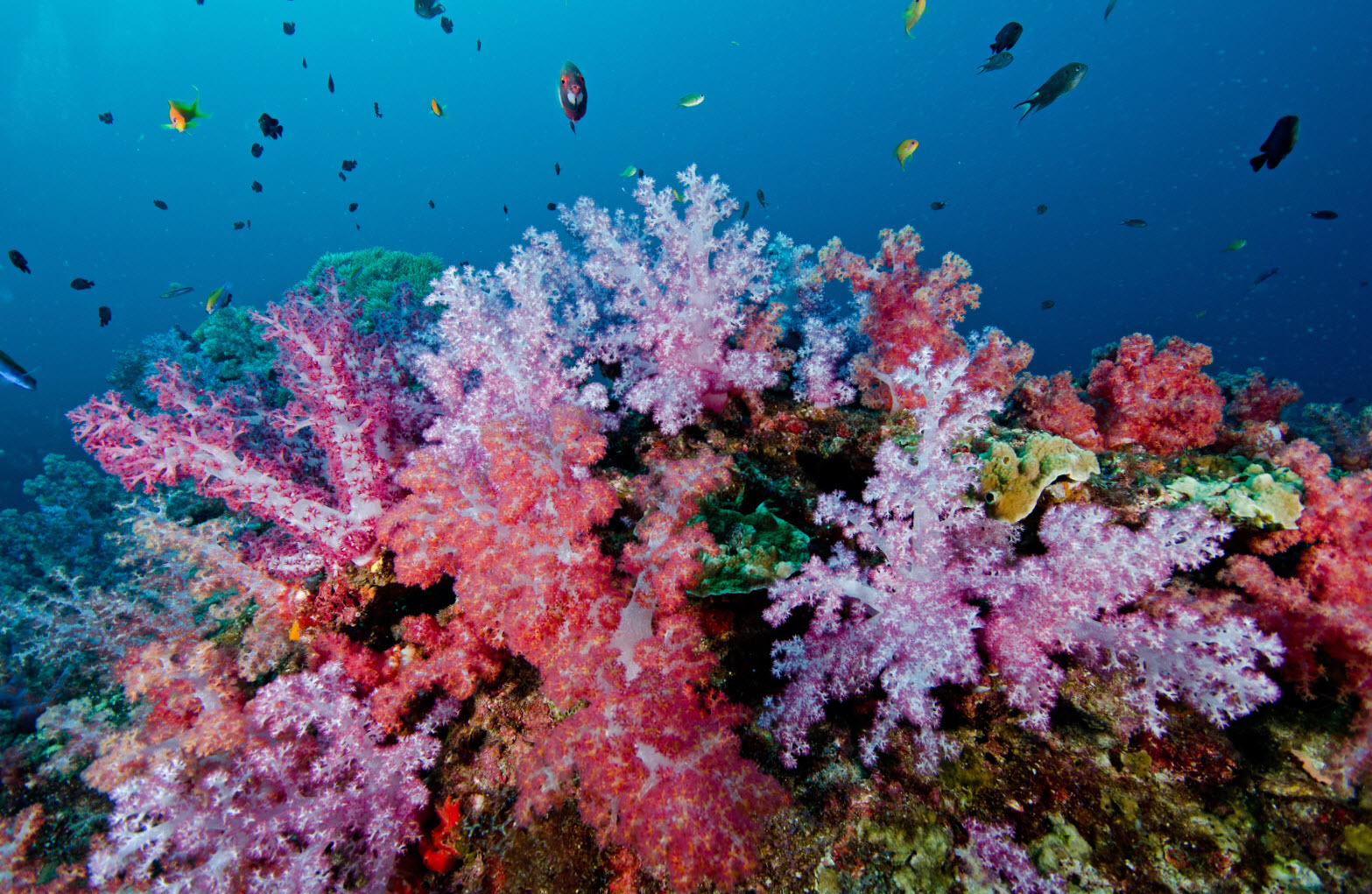 coral island phuket